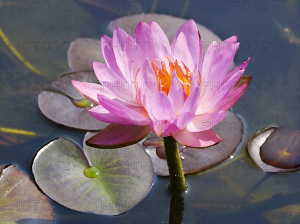 Hardy water lily