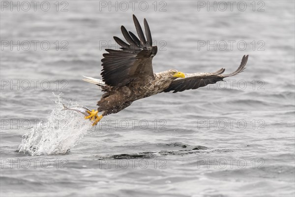 White-tailed eagle