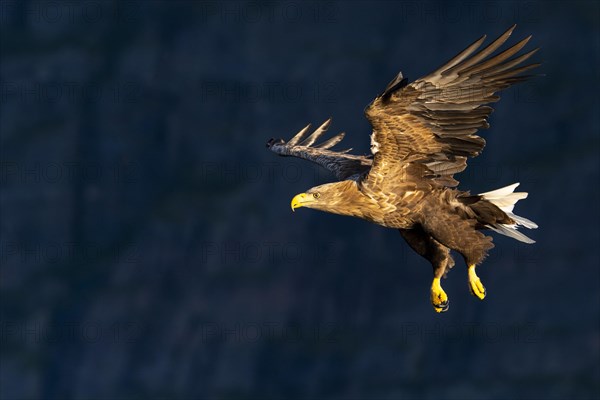 White-tailed eagle