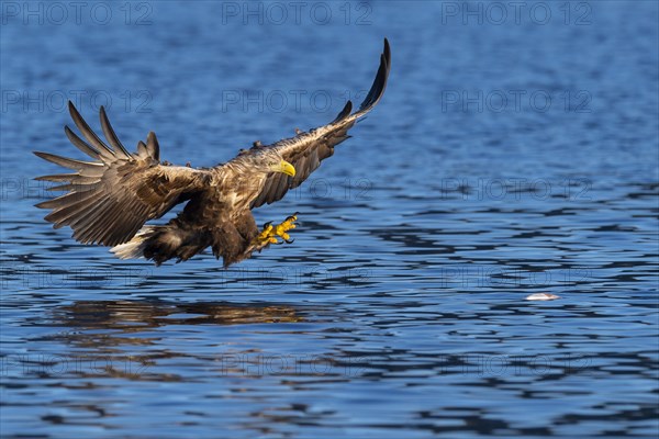 White-tailed eagle