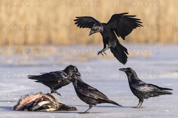 Common raven