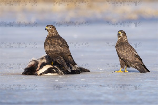 Common steppe buzzard