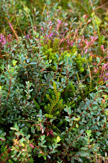 Bog bilberry