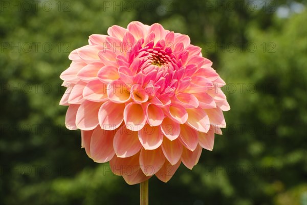 Flowering dahlia