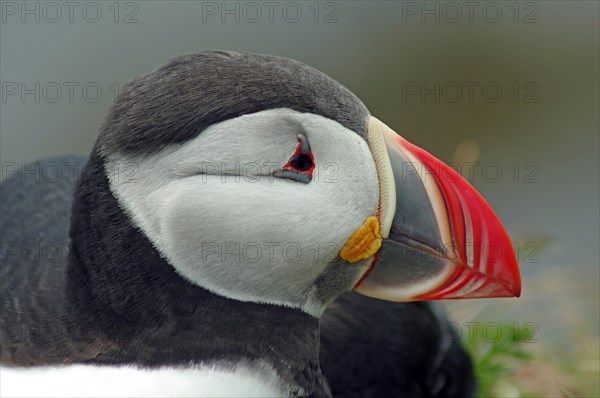 Puffin Head