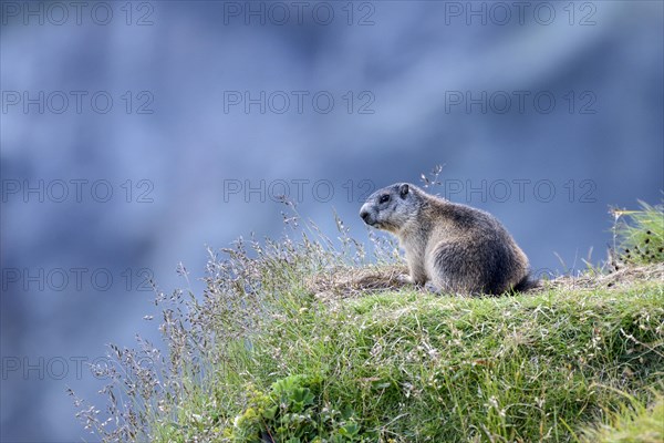 Alpine marmot