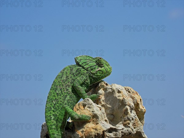 Mediterranean chameleon