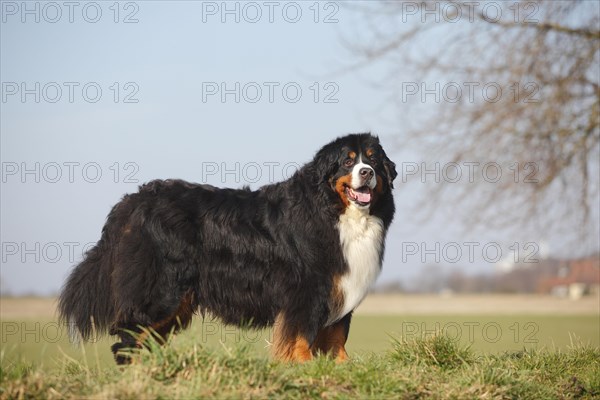 Bernese Mountain Dog