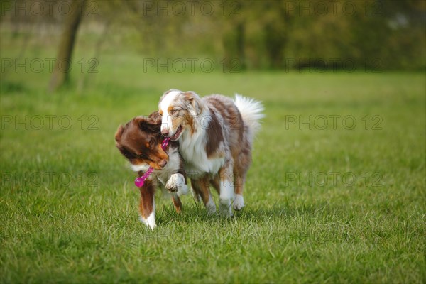 Australian Shepherds