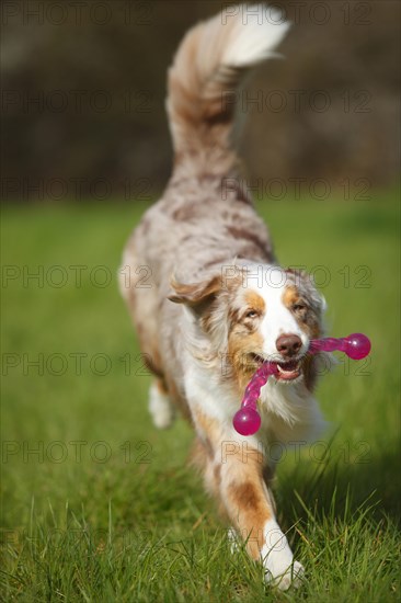 Australian Shepherd