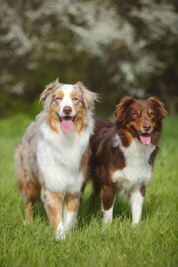 Australian Shepherds