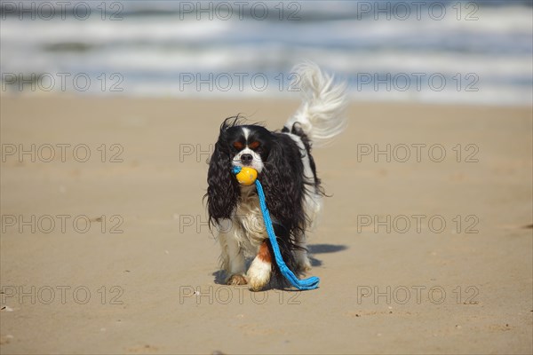 Cavalier King Charles Spaniel