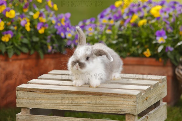 Dwarf ram rabbit