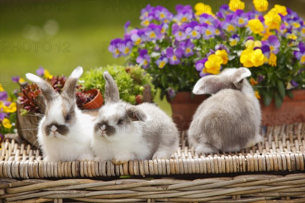 Dwarf ram rabbits