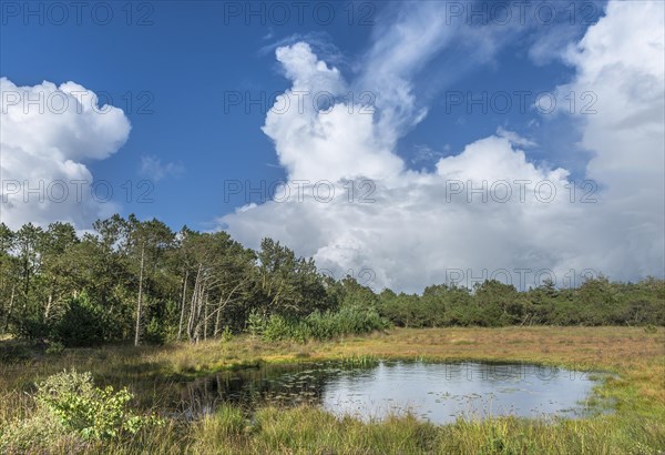 Moorland with lake near Henne Strand in the evening sun