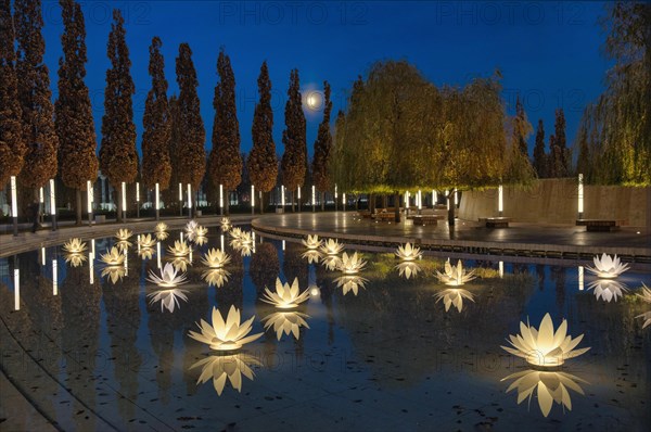 Iluminated water lilies