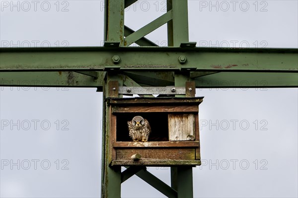 Common kestrel