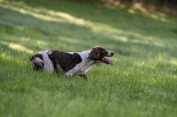 Hunting dog