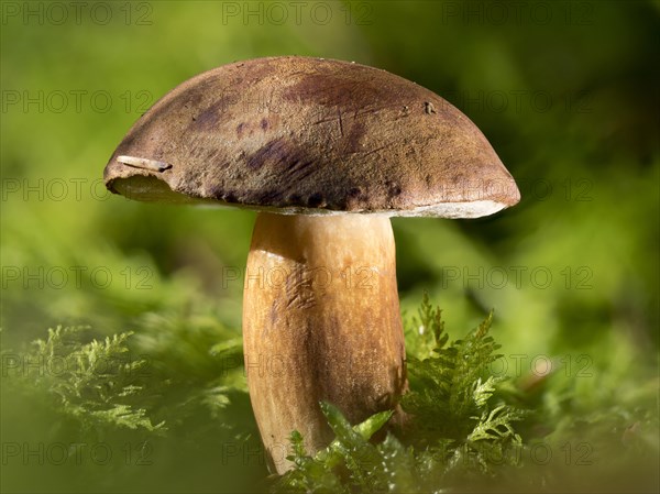 Chestnut boletus