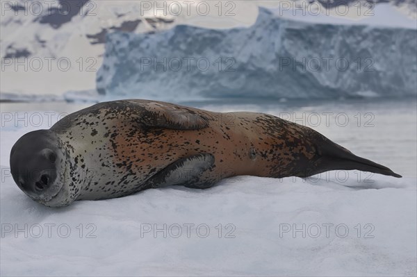 Leopard seal