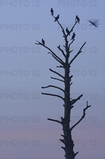 Cormorants