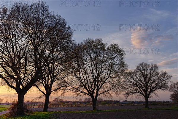 Common oaks