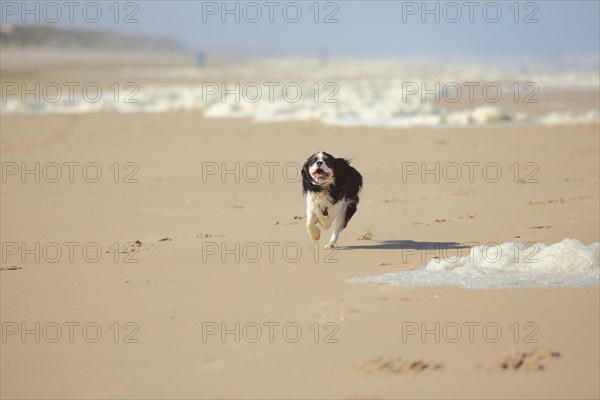 Cavalier King Charles Spaniel
