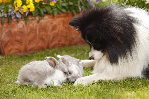 Mixed breed dog and dwarf ram rabbit