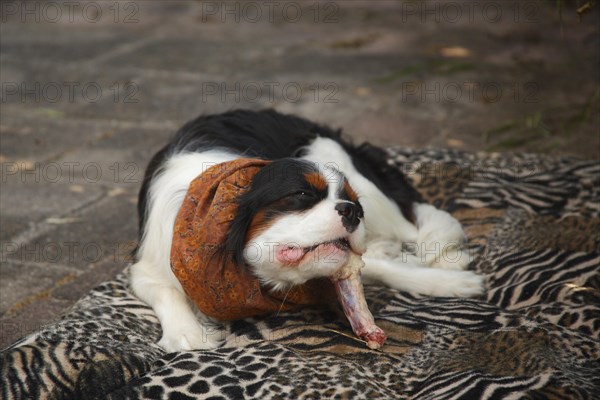 Cavalier King Charles Spaniel