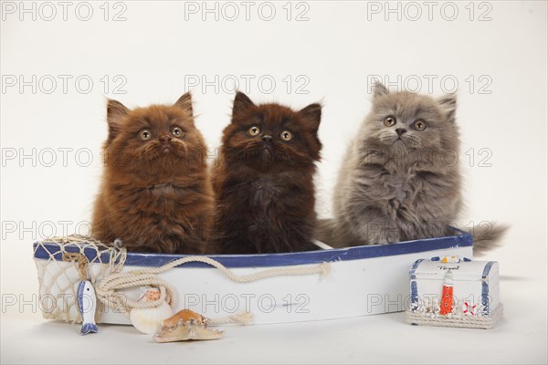 British longhair