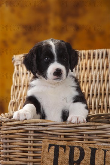 Miniature Australian Shepherd