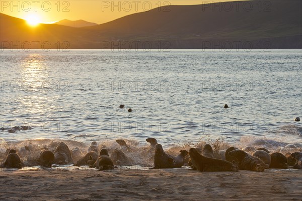 Seals at sunrise on the Great Blasket Islands