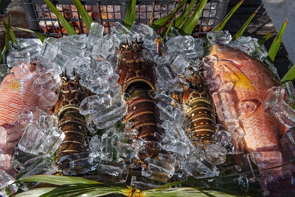 Fresh lobster on a restaurant for sale on a beach in Tulum