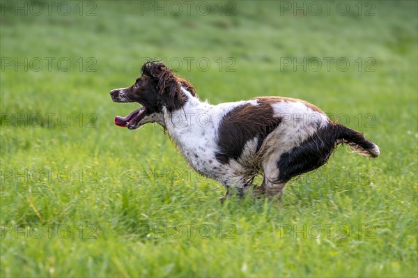 Hunting dog