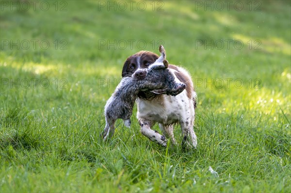 Hunting dog