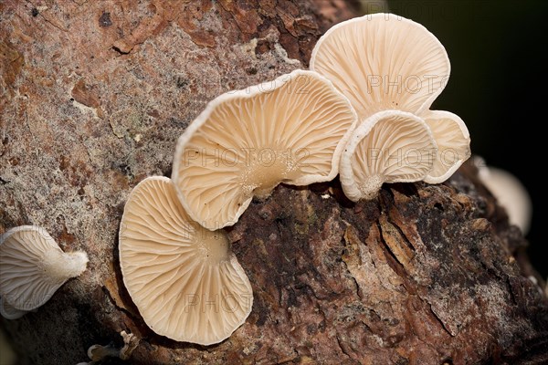 Common stump-foot