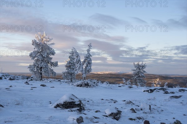 Tree line on Saerkitunturi