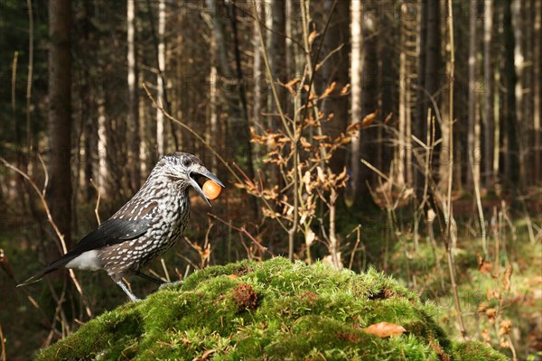 Spotted nutcracker