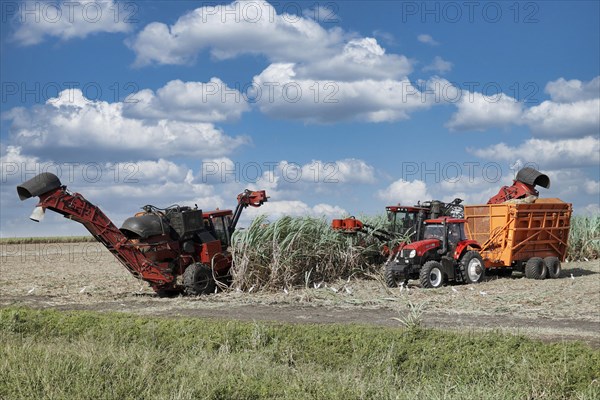 Sugar cane harvest with tractor and machine