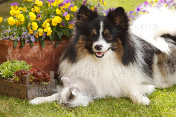 Mixed breed dog and dwarf ram rabbit