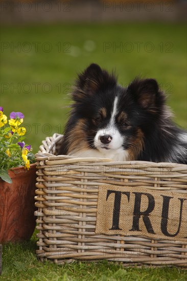 Mixed breed dog