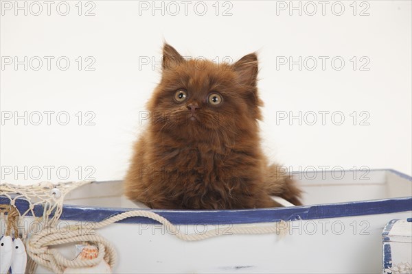British longhair
