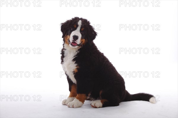 Bernese Mountain Dog