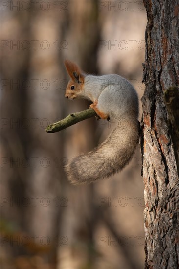 Squirrel on branch