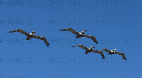 Pelicans flying