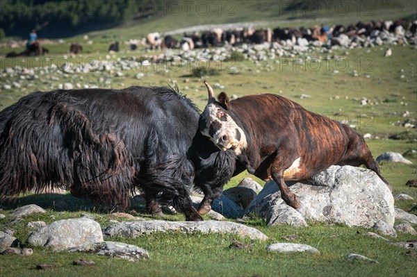 Fight against yak