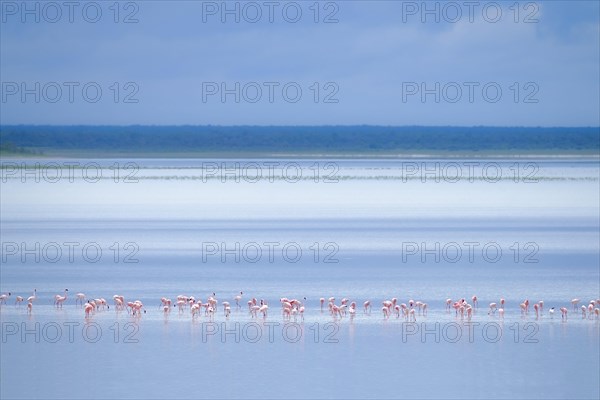 Greater Flamingo