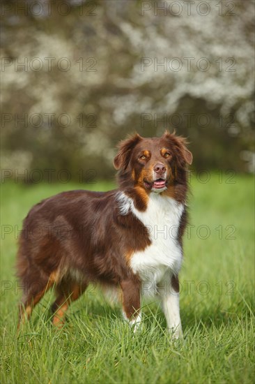 Australian Shepherd