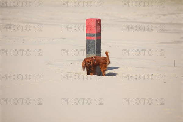 Cavalier King Charles Spaniel