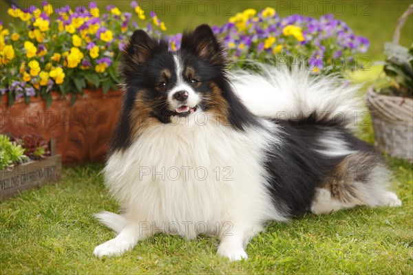 Mixed breed dog